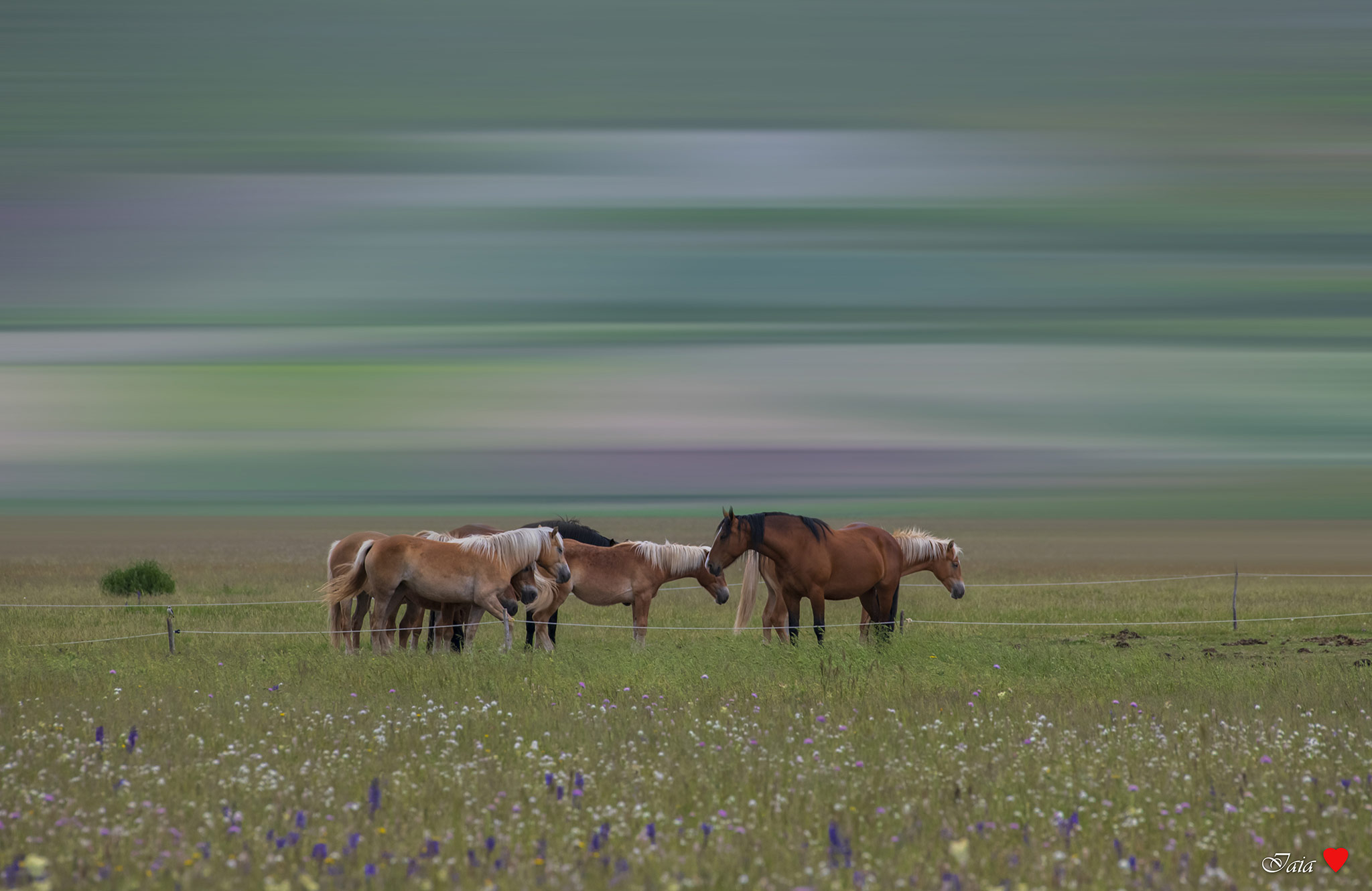 Castelluccio di Norcia